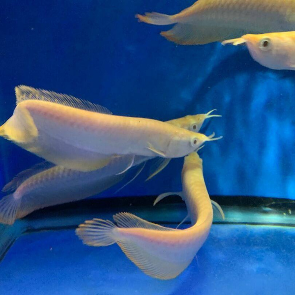 Albino Arowana 4.5”