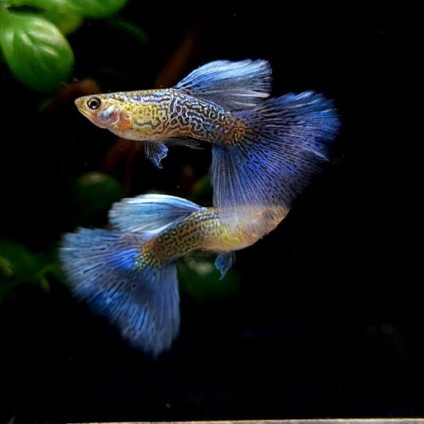 Blue lace Guppy