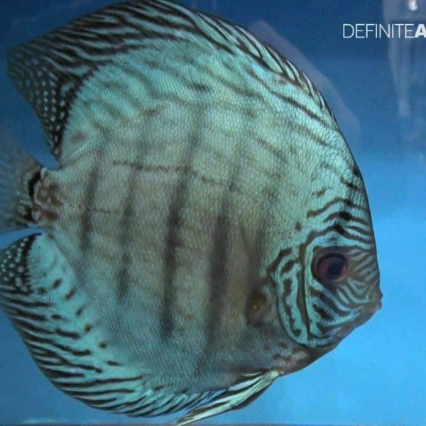 Blue Cobalt discus 3.5”