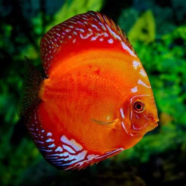 Red Panda Discus 3.5”