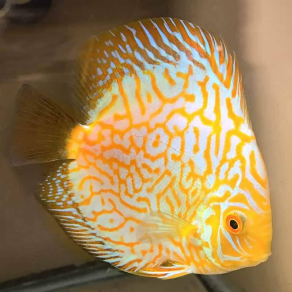 Yellow Pigneon Discus 3.5”