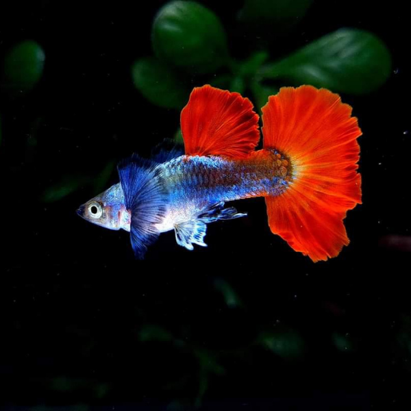 Dumbo Red Tail Guppy