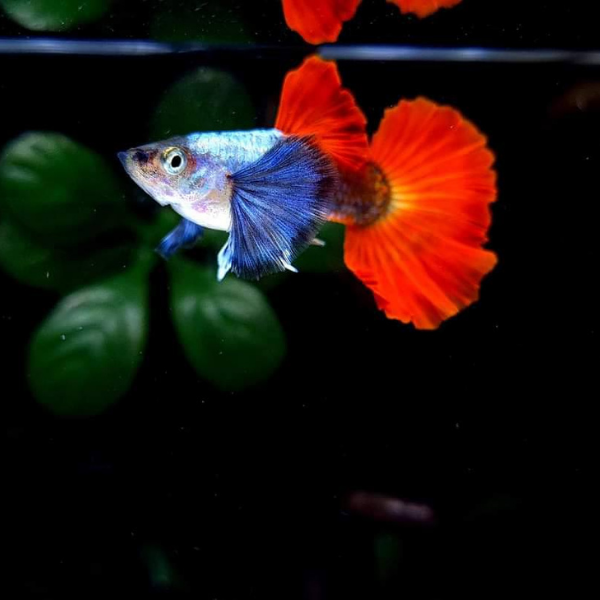 Dumbo Red Tail Guppy