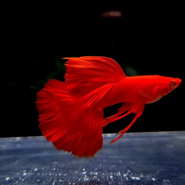 Full Red Ribbon Guppy