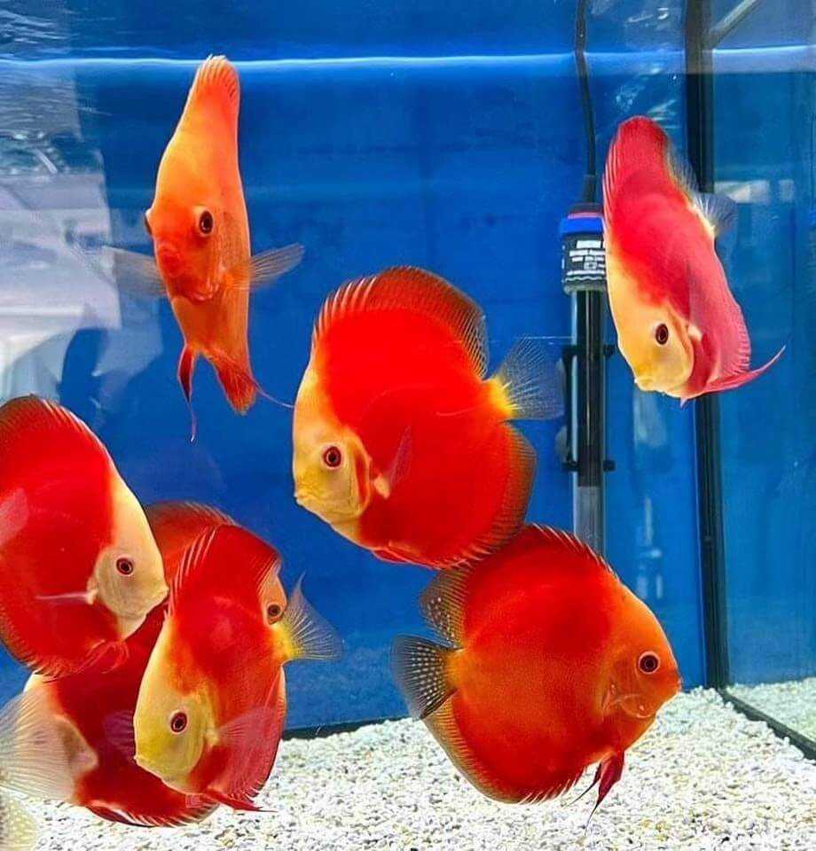 Red Melon Discus 3.5in+ – Beautiful Red Discus Fish