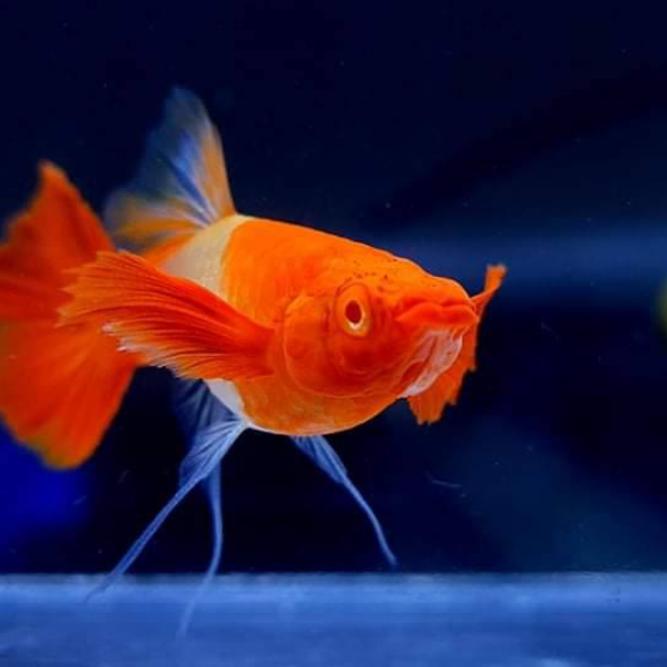 Koi Red Ear Ribbon Guppy