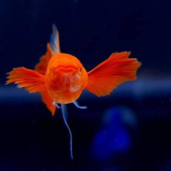 Koi Red Ear Ribbon Guppy