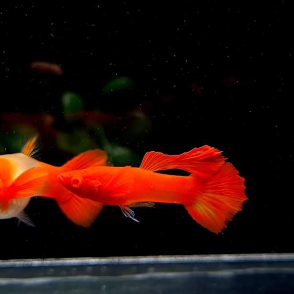 Koi Red Ear Guppy