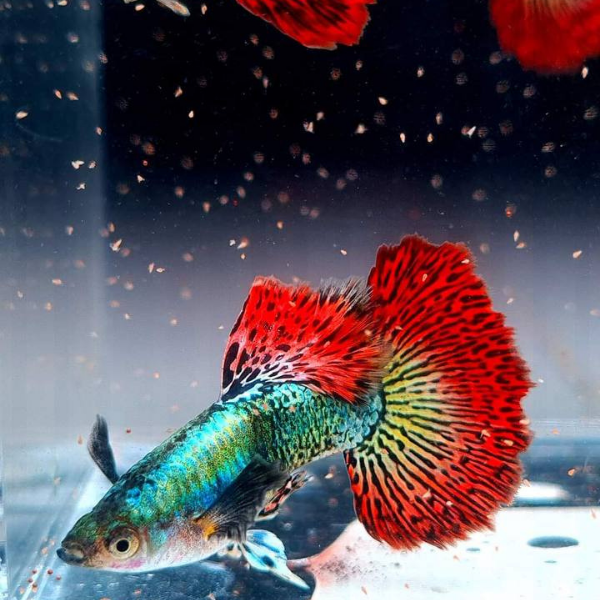 Red Dragon Guppy