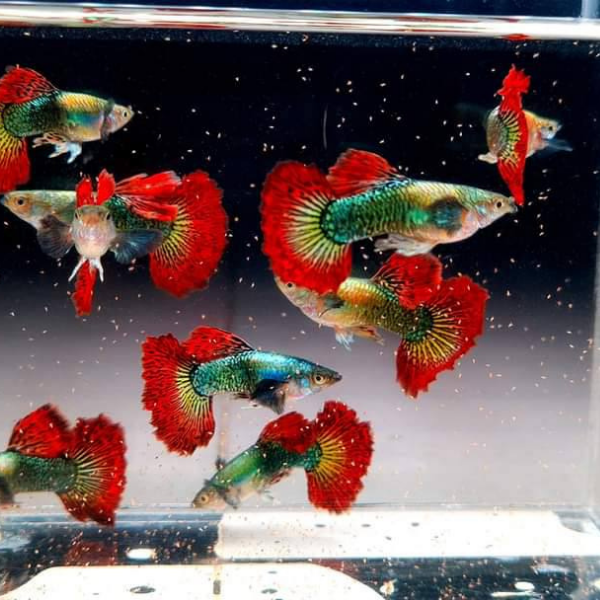 Red Dragon Guppy