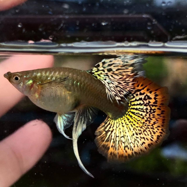 Red Dragon Ribbon Guppy