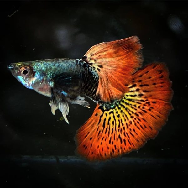 Red Dragon Ribbon Guppy