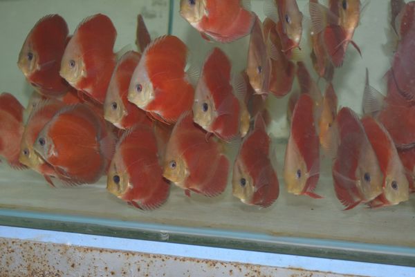 Super Red Rose Discus 3.5”