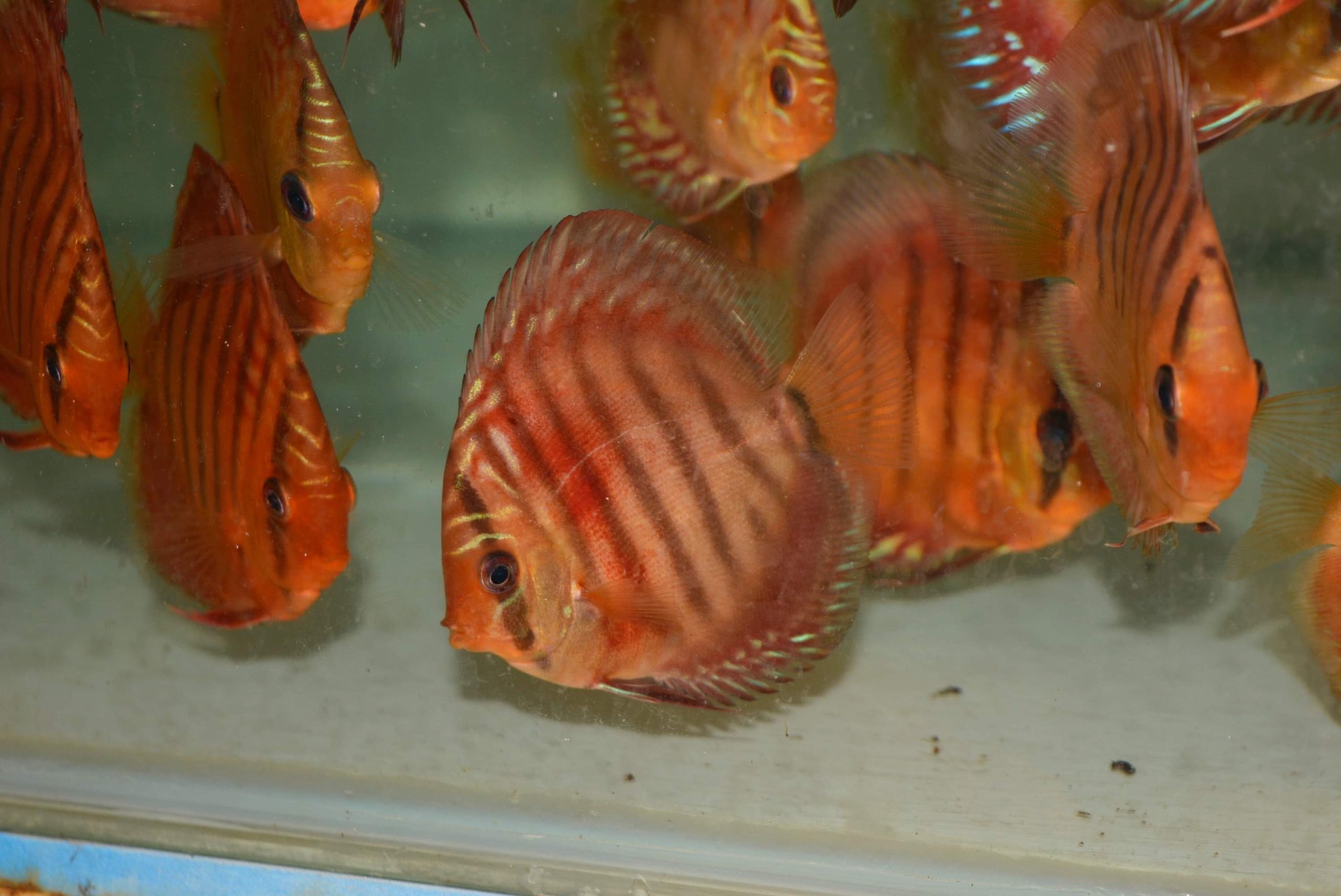 Red Alenquer Discus 3.5”