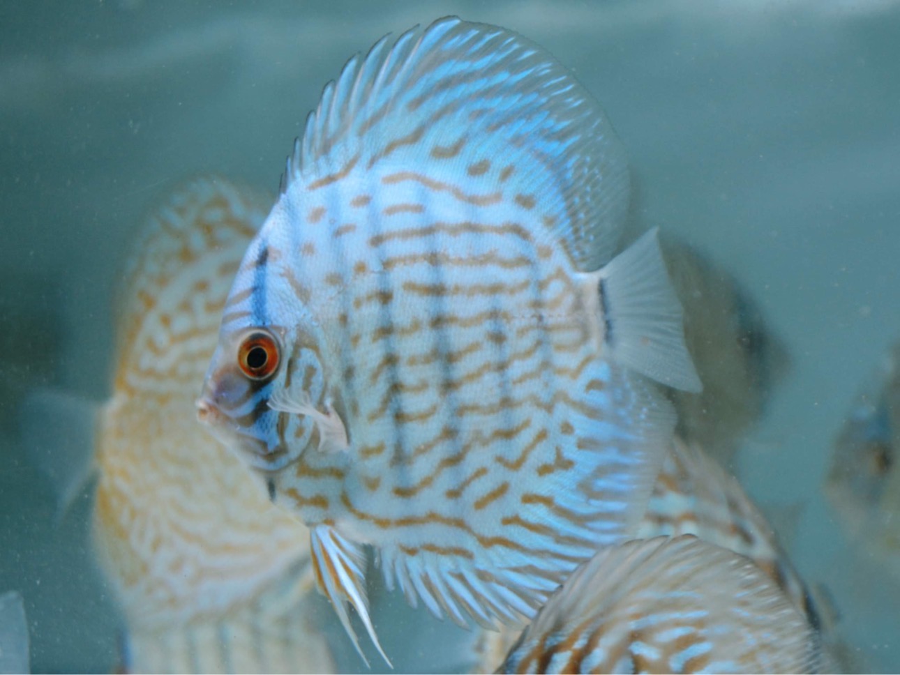 Blue Turquoise Discus 3.5”+