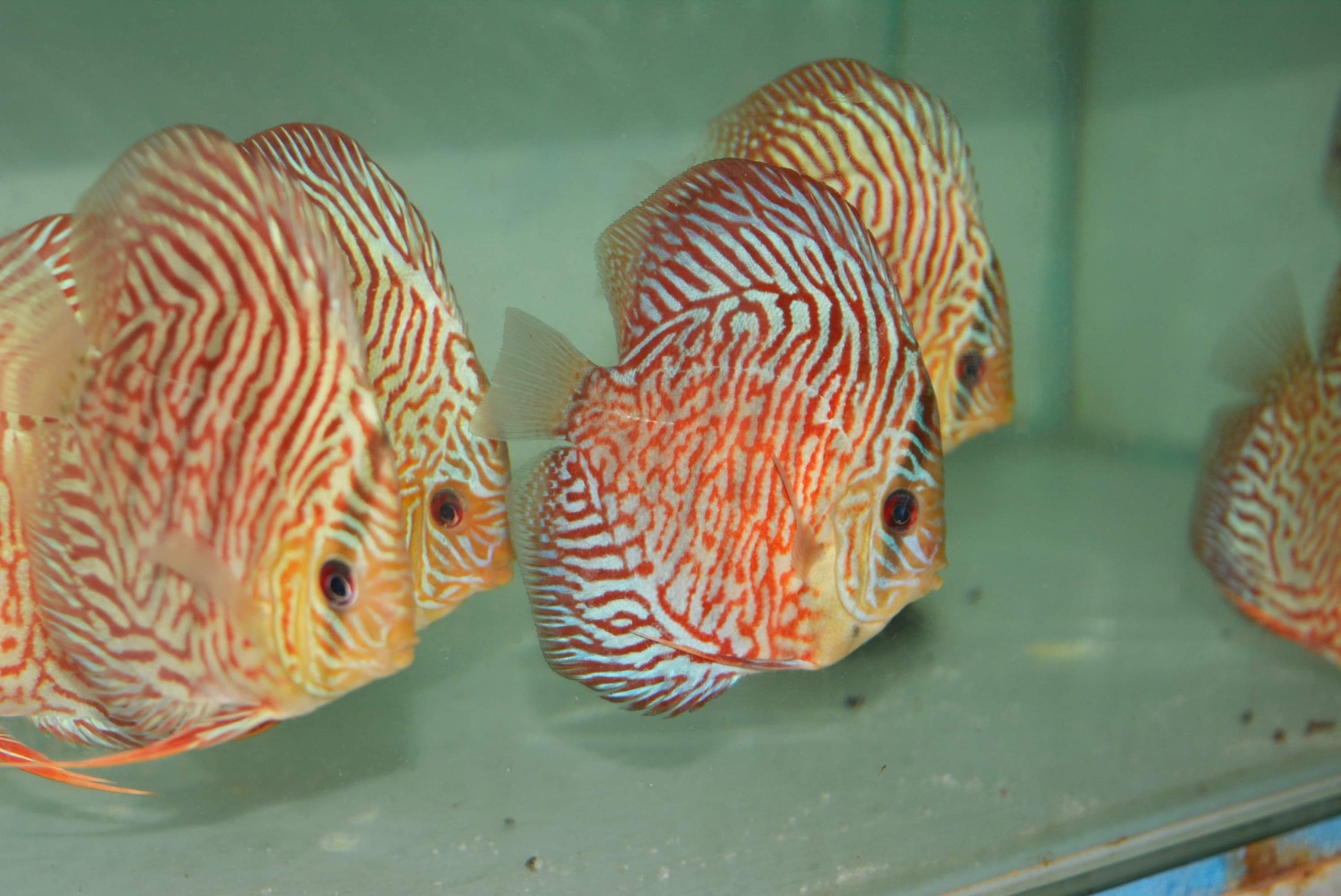 Daisy Leopard Discus 3.5in