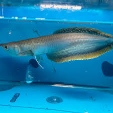 images-4